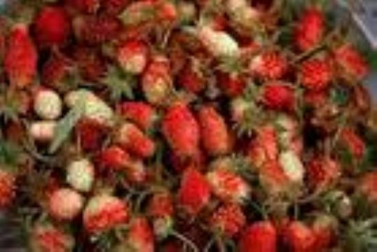 Fragaria Orientalis Extract